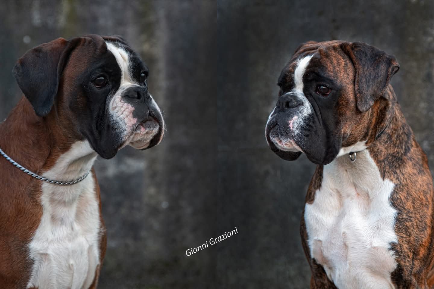 Allevamento dei Trieste & Victoria